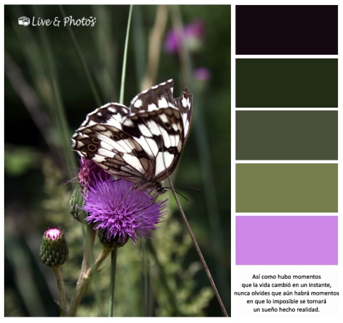 Mariposa color palette blogsize